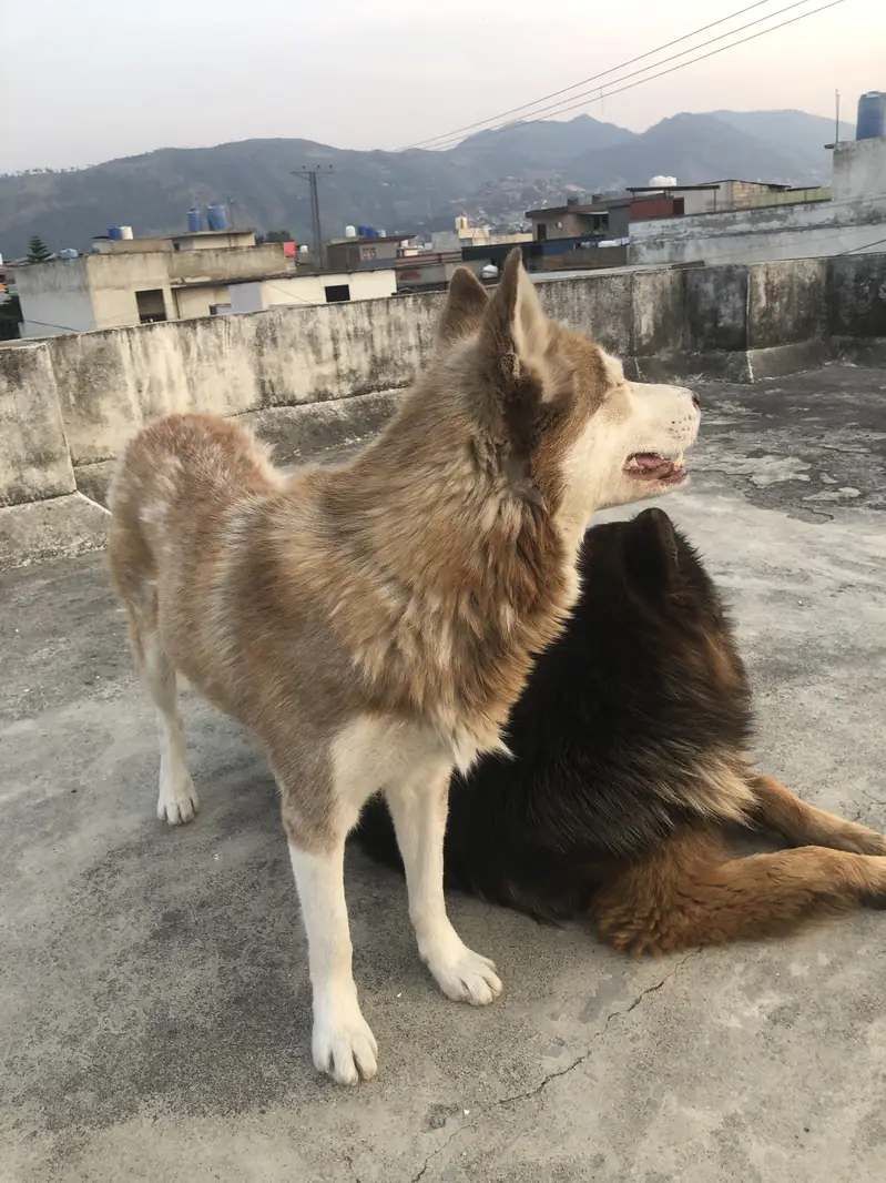 Brown odd eye  husky for sale — photo 2