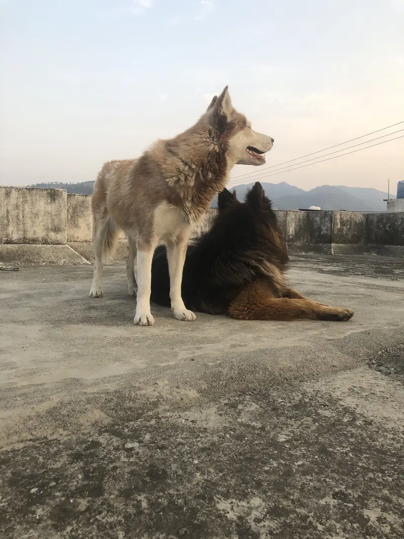 Brown odd eye  husky for sale — photo 4