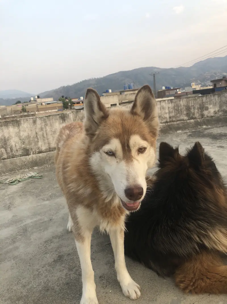 Brown odd eye  husky for sale — photo 5