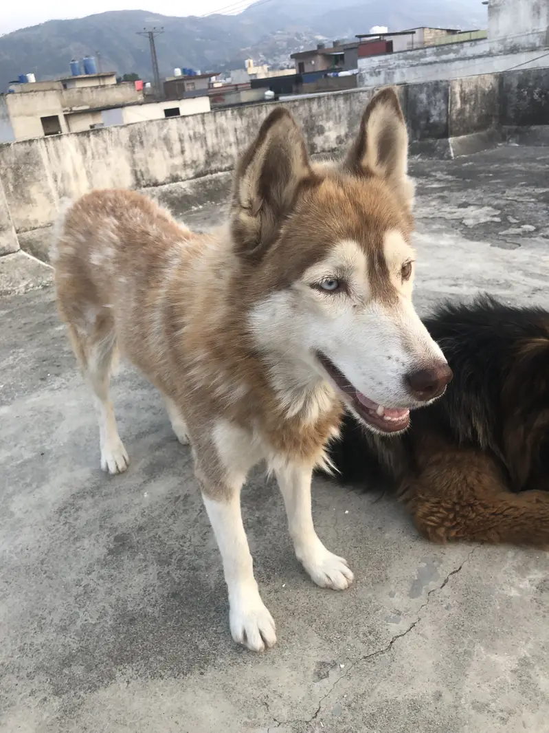 Brown odd eye  husky for sale — photo 7