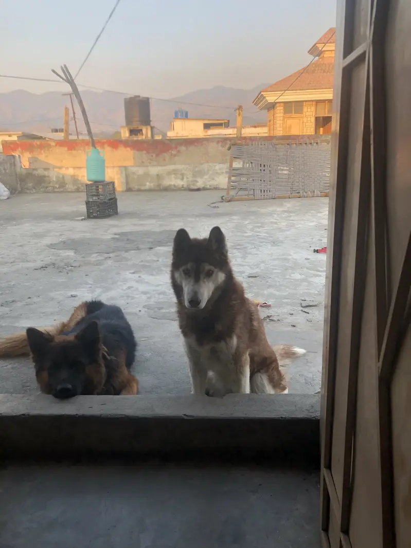 Brown odd eye  husky for sale — photo 9