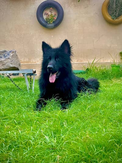 Black long coat german shephered