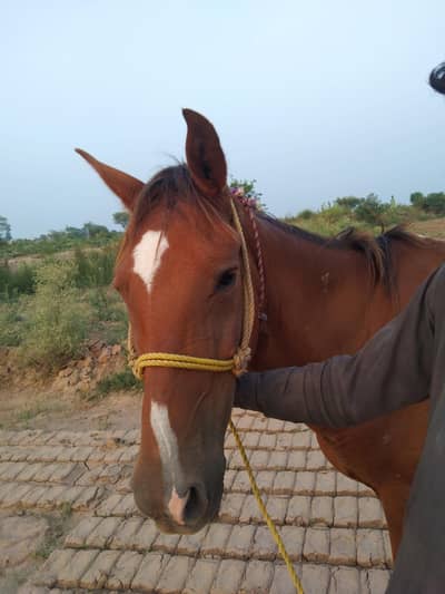 Horse for sale