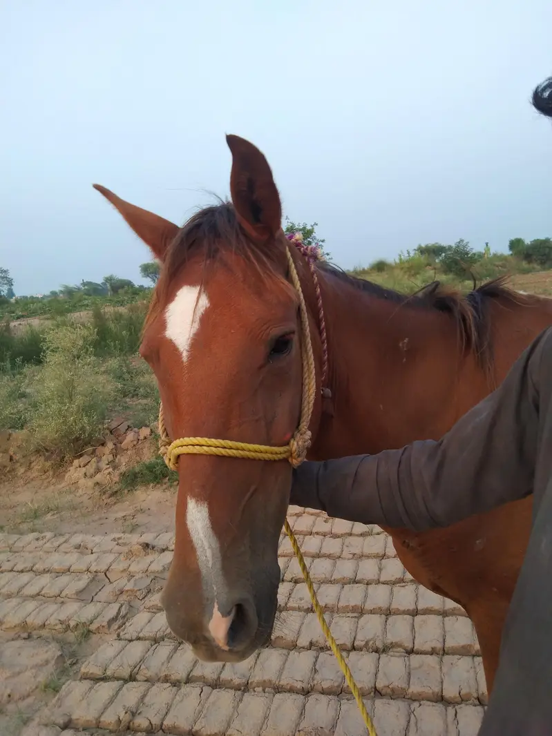 Horse for sale