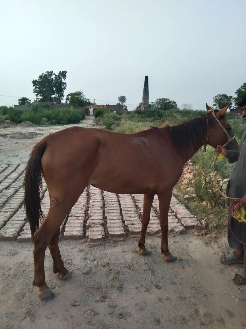 Horse for sale — photo 2