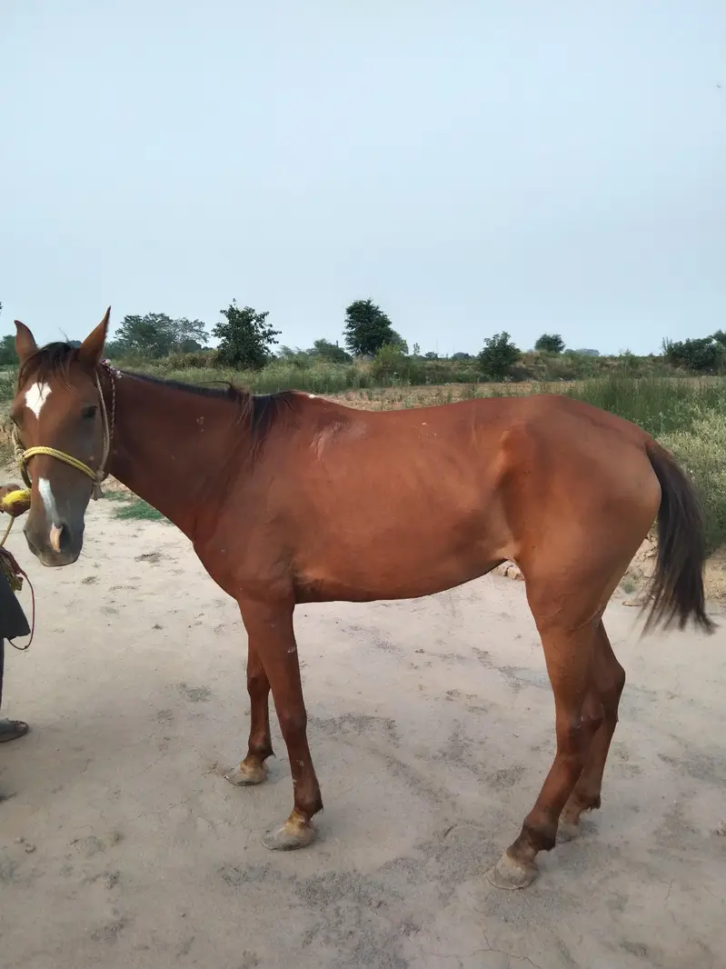 Horse for sale — photo 3