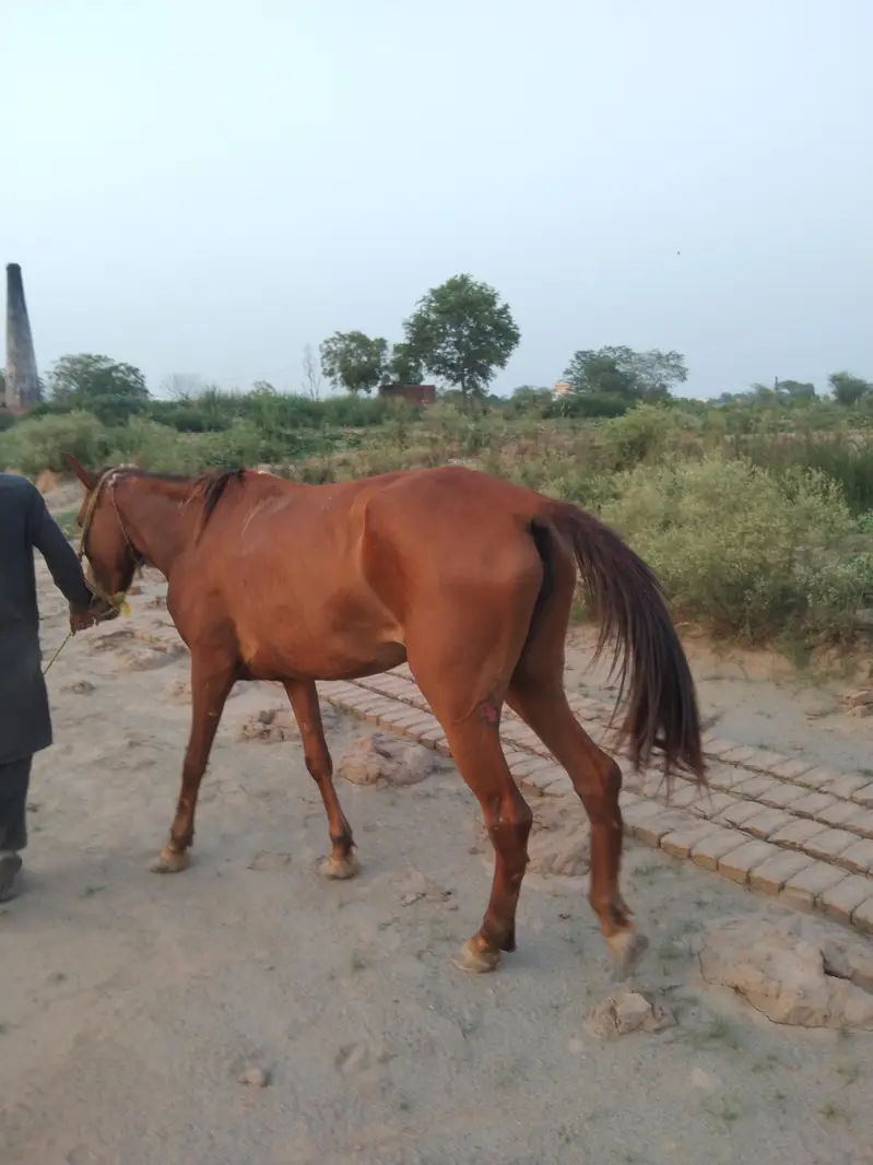 Horse for sale — photo 4