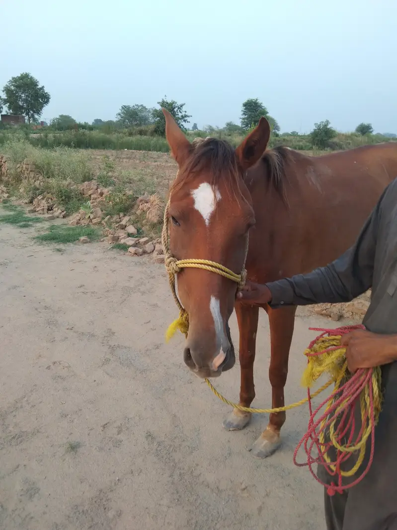 Horse for sale — photo 5