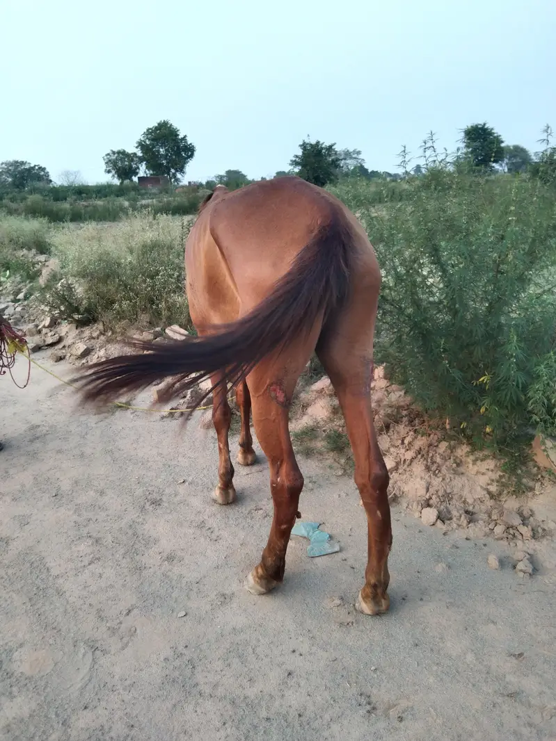 Horse for sale — photo 6