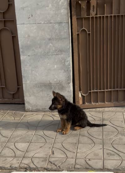 German shepherd 2 month