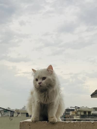 tripple cote persian