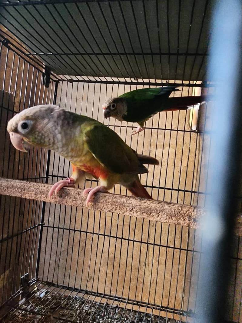 sun pair 2