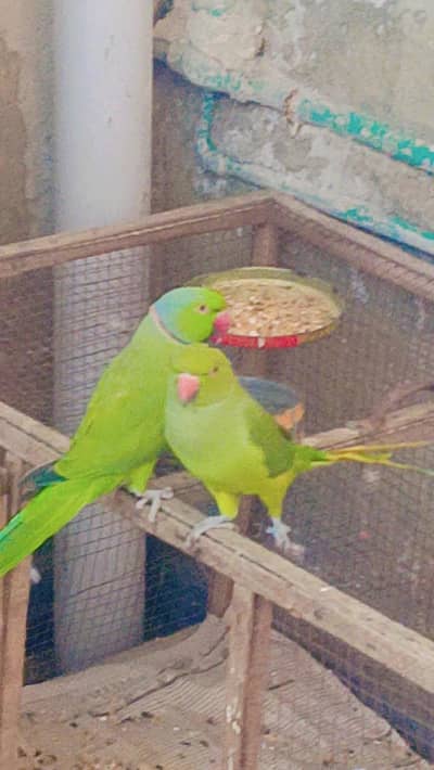 pair for sale