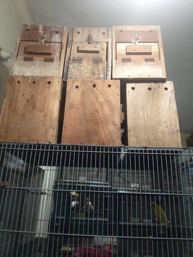 Love Birds Cages set up