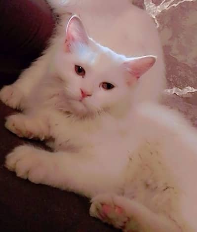 Healthy & Playful Kitten for Sale 