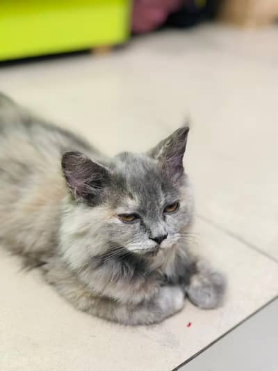 Pure Persian Tripple Coated Cat