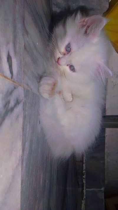 white Kitten
