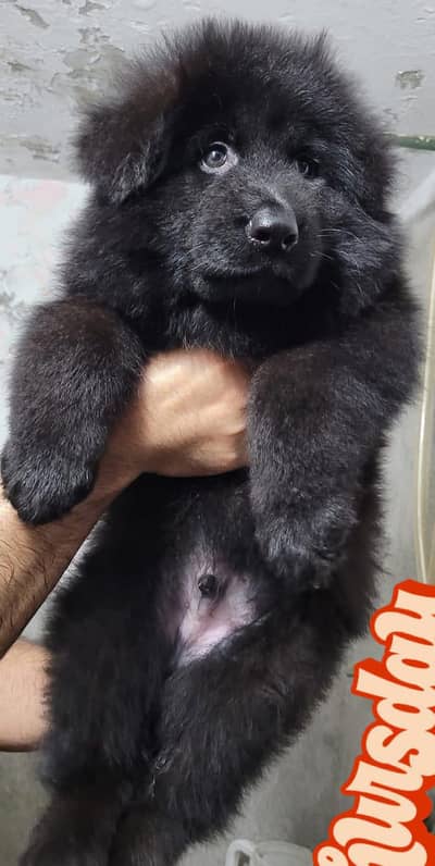 Black German Shepherd puppies