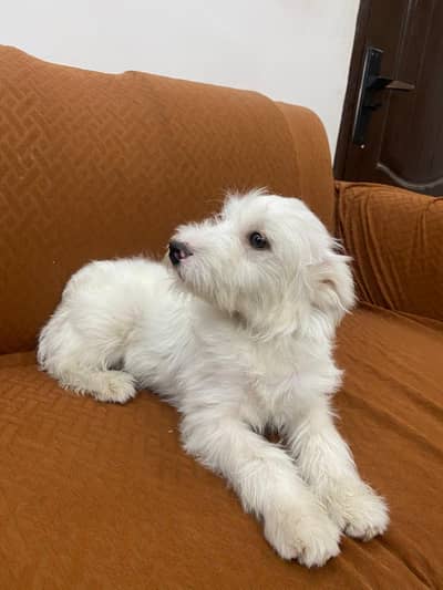 TARIAR MALE AVAILABLE FOR sale