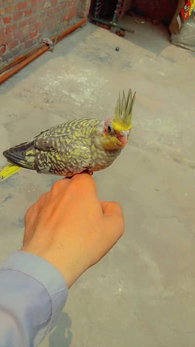 Cocktail CHIKS
