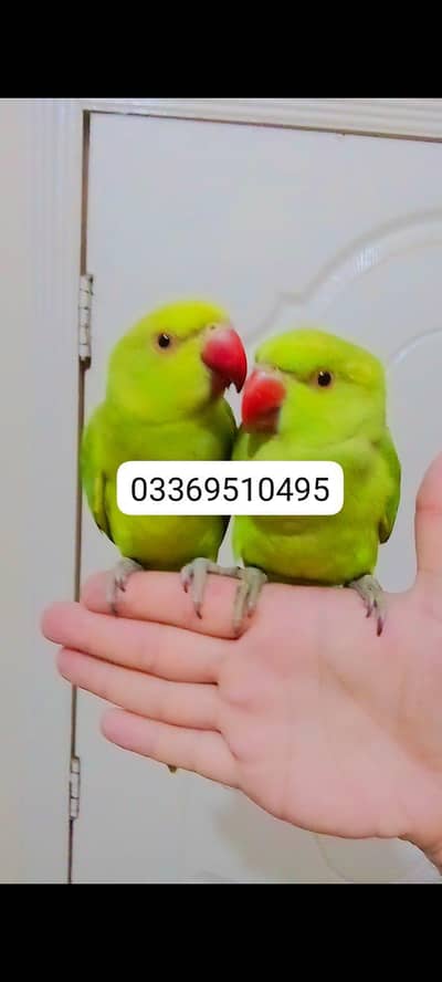 green ringneck parrot handtame pair