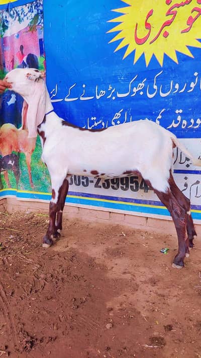 ناگرا بیتل پٹ ہے ہائٹ 29 انچ ہے بہت ہی خوبصورت ہے لمبے کان ہے وائٹ ائز
