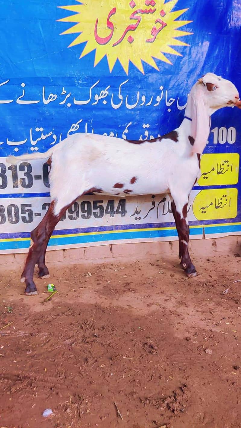 ناگرا بیتل پٹ ہے ہائٹ 29 انچ ہے بہت ہی خوبصورت ہے لمبے کان ہے وائٹ ائز 1