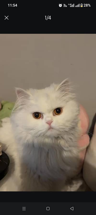 Persian triple coated