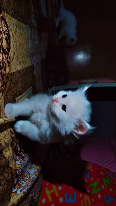 Playful and Active Persian Kitten for Sale