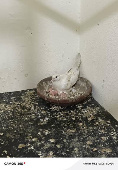 Red eyes piegon