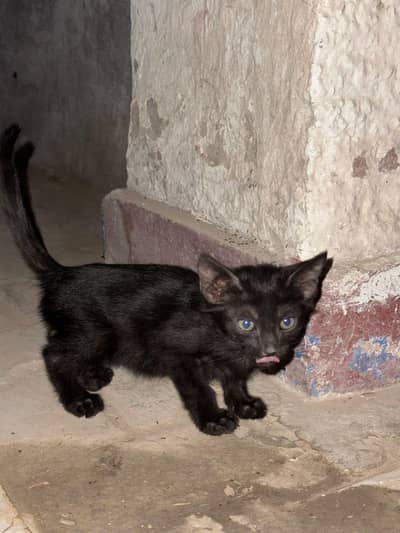 one cute pair of Bombay black cats