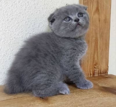 Scottish fold kittens available for booking more info contact me