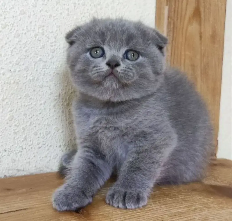 Scottish fold kittens available for booking more info contact me — photo 2