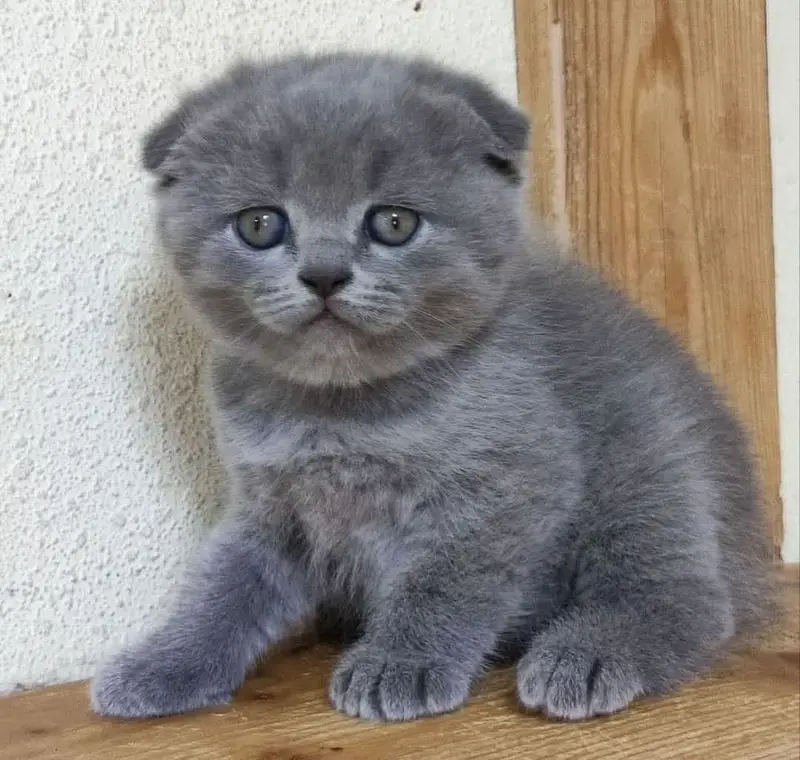 Scottish fold kittens available for booking more info contact me — photo 3