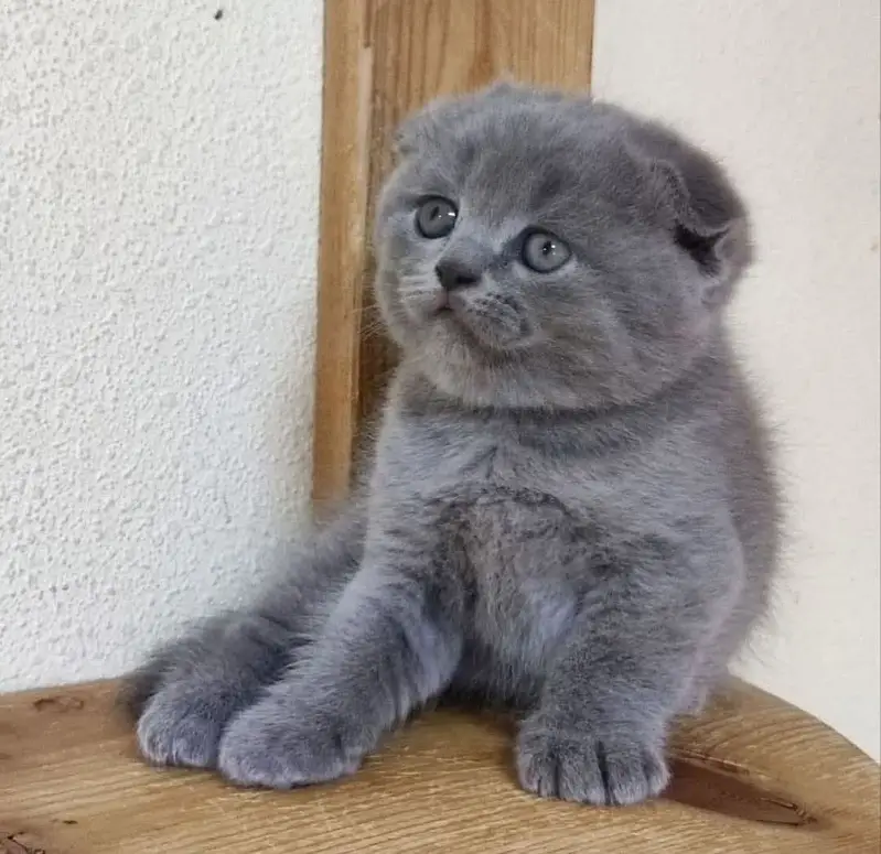 Scottish fold kittens available for booking more info contact me — photo 4