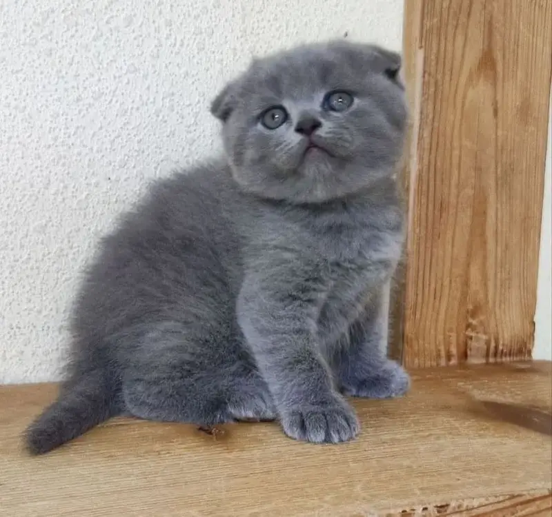 Scottish fold kittens available for booking more info contact me — photo 5