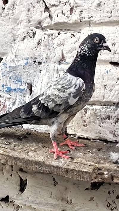 Pure insan teddy kabootar piegon