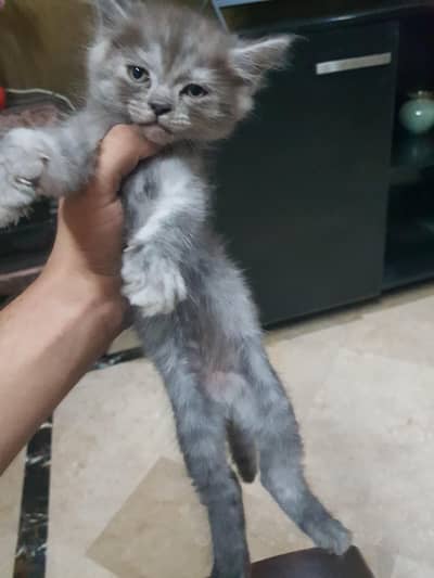Male Kitten For Sale 03067525713