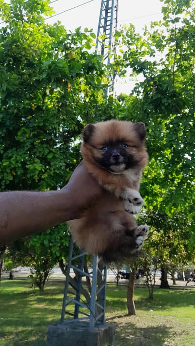 tea cup pomeranian
