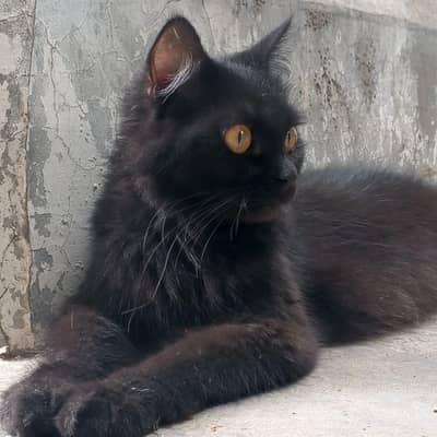 A black PERSIAN cat