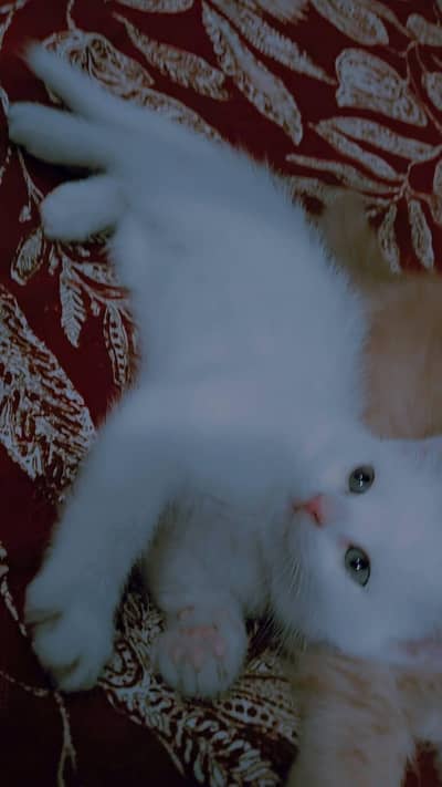 Persian kitten for sale