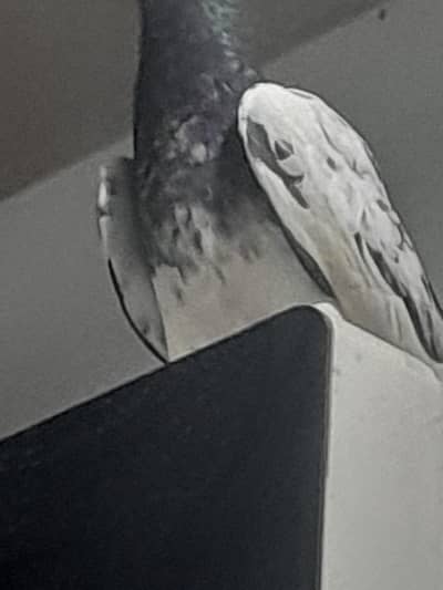 Healthy Fancy Pigeon for Sale – Rs. 1,000 Each