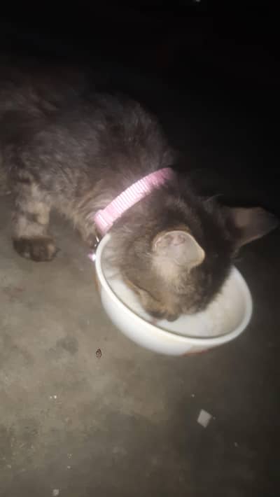 parsion cat for sell