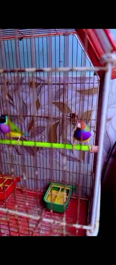lady gouldian pair