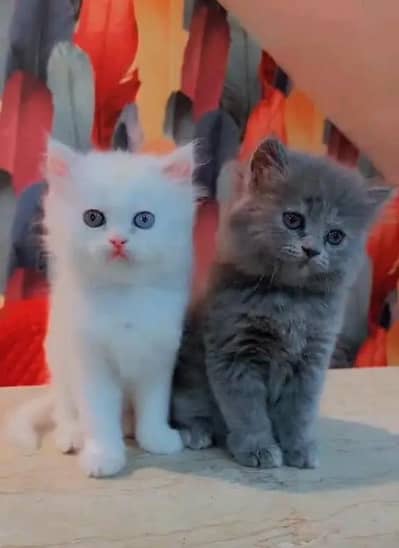 Persian cat triple cod for sale