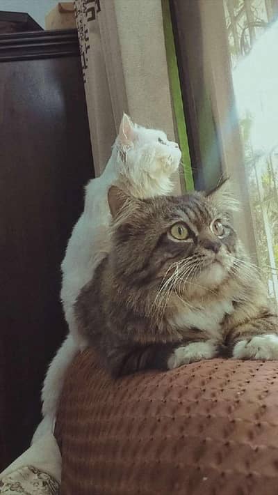 male cat availiable
