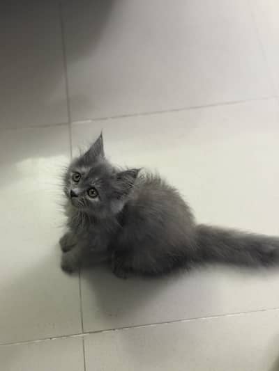 Pure Persian Kittens | Triple Coated