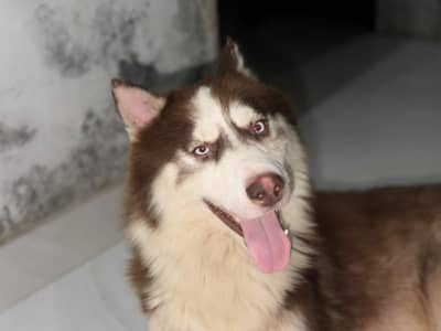 husky