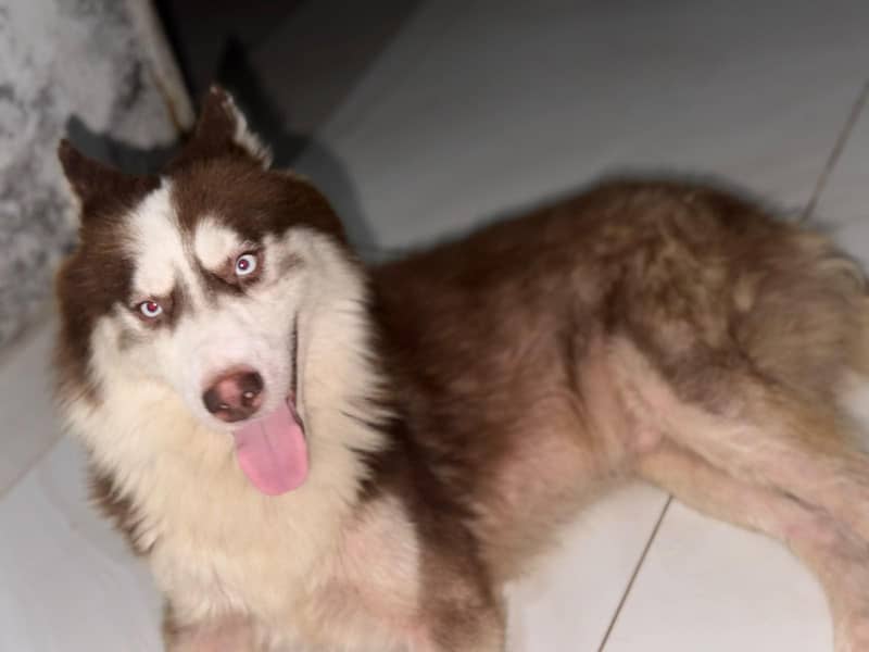 husky 1