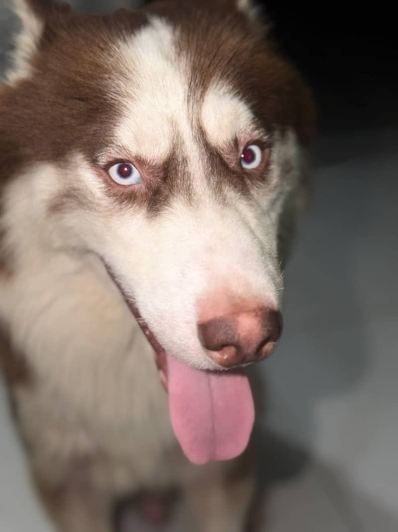 husky 2